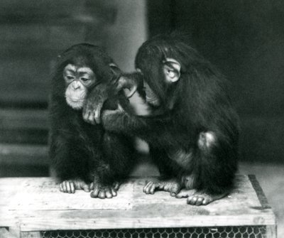 Due giovani scimpanzé seduti su una cassa di legno, London Zoo, 1924 da Frederick William Bond