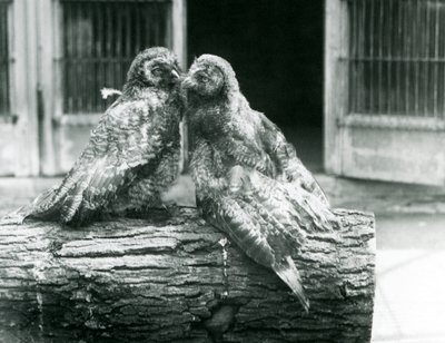 Due giovani gufi grigi, noti anche come gufi della Lapponia, che si guardano seduti su un tronco, Zoo di Londra, agosto 1926 da Frederick William Bond