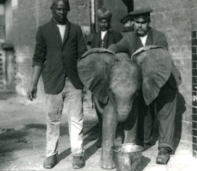 Giovane elefante africano Kiberenge, che beve da un secchio, con gli addestratori Darish e Syed Ali, e il guardiano H. Robertson nel 1923 da Frederick William Bond