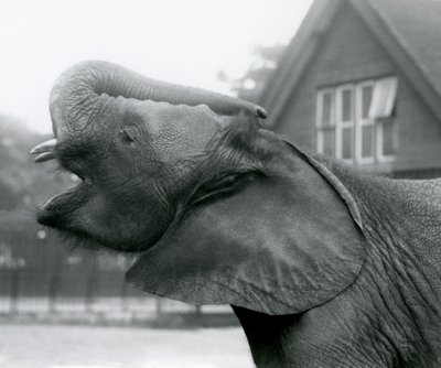 Giovane elefante africano Kiberenge che alza la proboscide e chiama, London Zoo, agosto 1925 da Frederick William Bond