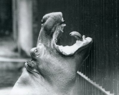 Giovane ippopotamo Bobbie allo Zoo di Londra, 1927 da Frederick William Bond