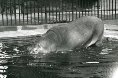Giovane ippopotamo Bobbie che entra nella sua piscina allo zoo di Londra, agosto 1927 da Frederick William Bond