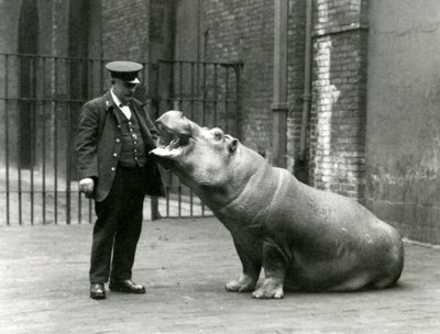 Giovane ippopotamo Bobbie seduto per il custode Ernie Bowman, Zoo di Londra, luglio 1923 da Frederick William Bond