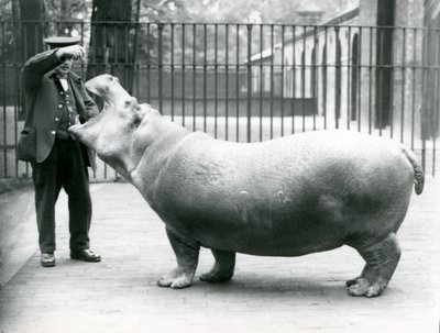 Giovane ippopotamo Bobbie con il custode Ernie Bowman, Zoo di Londra, luglio 1923 da Frederick William Bond