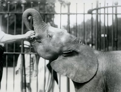 Giovane elefante pigmeo africano femmina Oojah che riceve un premio, Zoo di Londra, luglio 1925 da Frederick William Bond