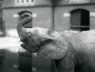 Giovane elefante pigmeo africano Oojah che solleva la proboscide allo Zoo di Londra, agosto 1925 da Frederick William Bond