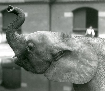Giovane elefante pigmeo africano Oojah che alza la proboscide al London Zoo, agosto 1925 da Frederick William Bond