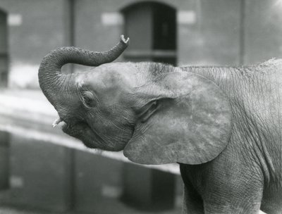 Giovane elefante pigmeo africano femmina Oojah che alza la proboscide allo Zoo di Londra, luglio 1925 da Frederick William Bond