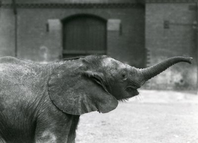 Giovane elefante pigmeo africano femmina Oojah che alza la proboscide per un premio allo Zoo di Londra, luglio 1925 da Frederick William Bond