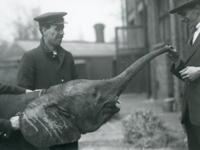 Giovane elefante pigmeo africano femmina Oojah che alza la proboscide per un premio allo zoo di Londra, giugno 1925 da Frederick William Bond