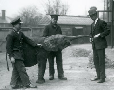 Giovane elefante pigmeo africano femmina Oojah che alza la proboscide per un premio allo zoo di Londra, giugno 1925 da Frederick William Bond