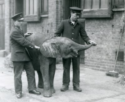 Giovane elefante pigmeo africano femmina Oojah che alza la proboscide per un premio dai suoi custodi allo Zoo di Londra, aprile 1925 da Frederick William Bond