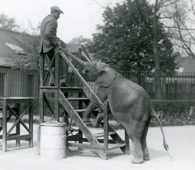 Giovane elefante pigmeo africano Oojah con le zampe anteriori sui gradini di imbarco, raggiunge il suo addestratore, che è sul gradino superiore, con la proboscide, London Zoo, giugno 1925 da Frederick William Bond