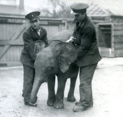 Giovane elefante pigmeo africano femmina Oojah con due custodi allo zoo di Londra nell