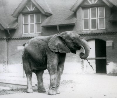 Giovane elefante africano maschio Kiberenge davanti alla Casa degli Elefanti, Zoo di Londra, giugno 1927 da Frederick William Bond