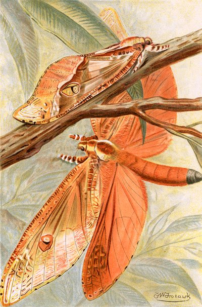 Falena gigante da Frederick William Frohawk