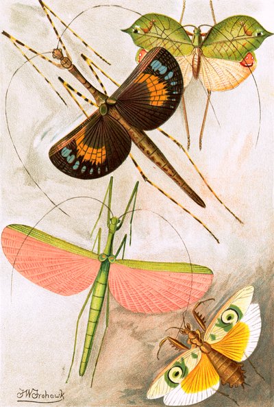 Ortotteri da Frederick William Frohawk