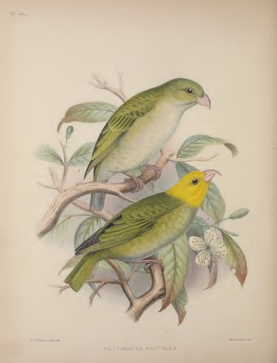 Psittirostra Psittacea, da 
