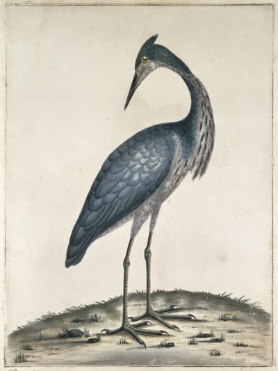 Un airone, 1789 da Frederick William Hayes