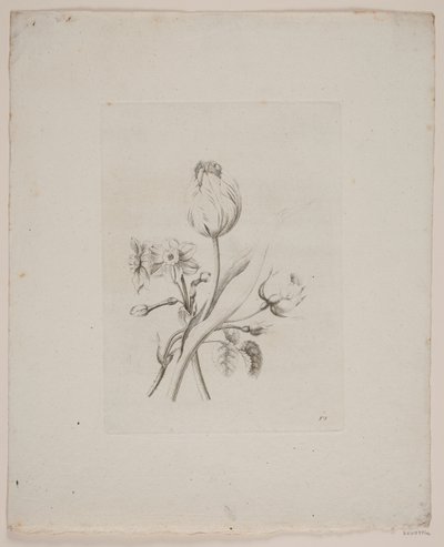 Motivo floreale da Frederik Schepelern