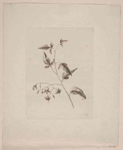 Motivo floreale da Frederik Schepelern