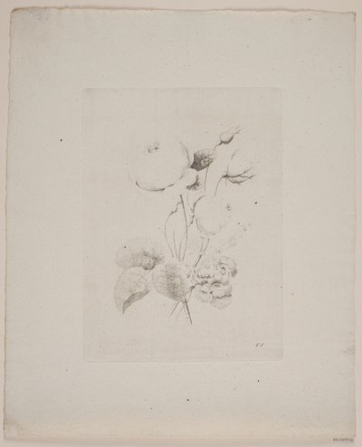 Motivo floreale da Frederik Schepelern