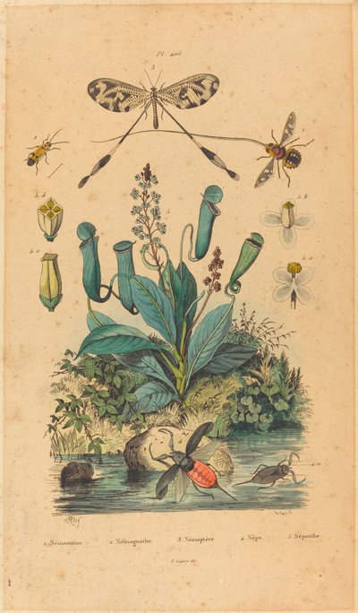 Insetti e fiori da French 19th Century
