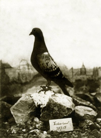 Animali durante la Prima Guerra Mondiale 1914-1918: Il famoso piccione Vaillant da French Photographer
