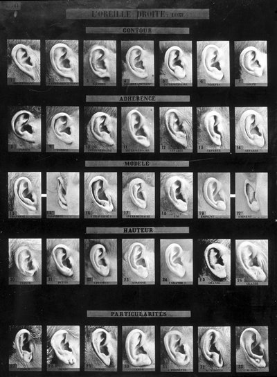 Classificazione antropometrica e identificazione del sistema Bertillon: confronto tra diversi tipi di orecchie dritte (lobo). sd. Fine XIX secolo da French Photographer