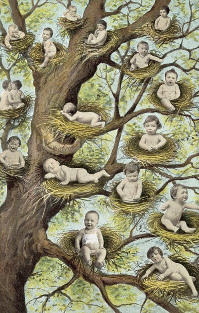 Bambini nei nidi sugli alberi da French Photographer