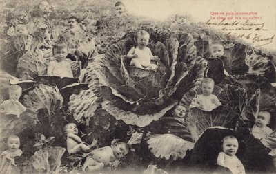 Bambini nel campo di cavoli da French Photographer