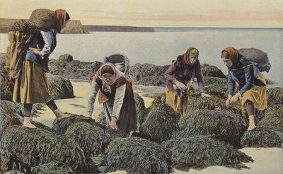 Boulogne-sur-Mer, Tipi di molluschi da French Photographer