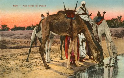 Cammelli che bevono al bordo del fiume Oued, Algeria da French Photographer