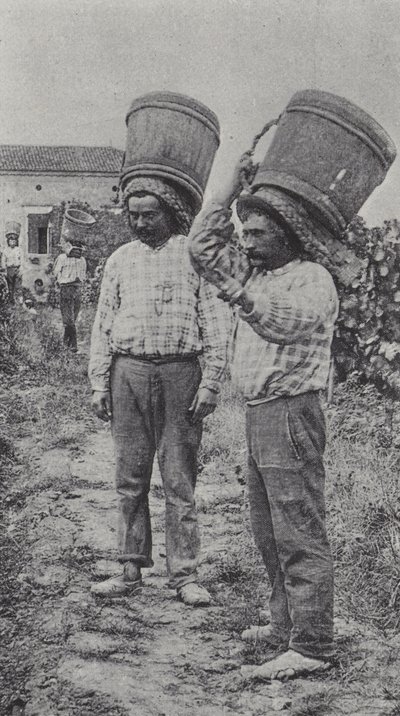 Vendemmiatori al lavoro da French Photographer