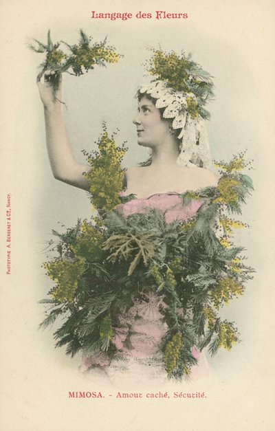 Linguaggio dei fiori, Mimosa (foto a colori) da French Photographer
