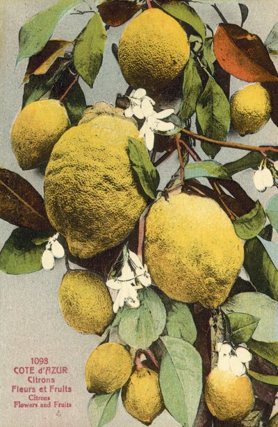Limoni e fiori di limone da French Photographer
