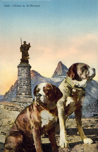 Cani San Bernardo da French Photographer