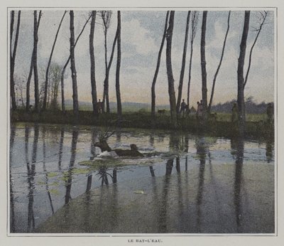Cervo che nuota per sfuggire a una caccia da French Photographer