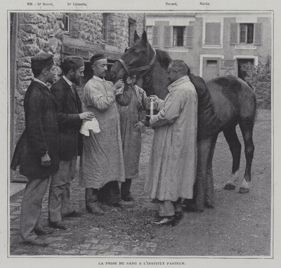 Prelievo di un campione di sangue da un cavallo all