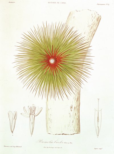 Una Bromelia trovata nelle Ande, da 