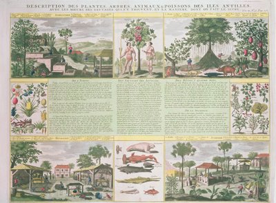Descrizione di piante, alberi, animali e pesci trovati nelle Antille, illustrazione da Histoire Generale des Antilles Habitees par les Francois Vol. 2 di Jean Baptiste Du Tertre (1610-1687) da French School