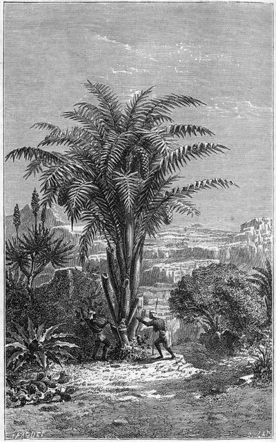 Un Gagouier della Guinea è una palma della tribù dei calamees, indispensabile alla vita perché fornisce pane e vino agli africani - Incisione in "le journal de la jeunesse" da French School