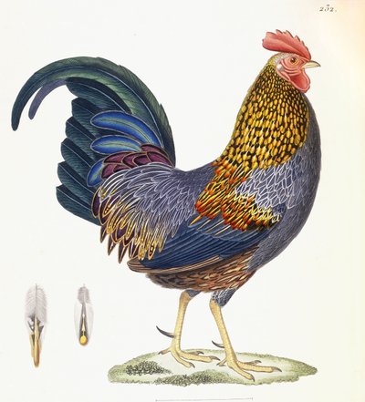 Una Gallina, Tavola 232, da "Nouveau Recueil de Planches Coloriees d