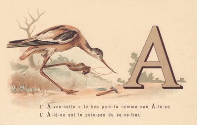 A: L