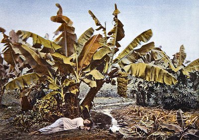 Piantagione di banane e manioca in Nuova Caledonia, fine XIX secolo da French School