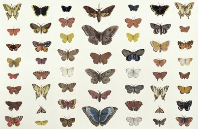 Un collage di farfalle e falene tra cui la Camberwell Beauty, la British Swallowtail, la Scarce Swallowtail, il Peacock e la Small Tortoiseshell, c.1830 da French School