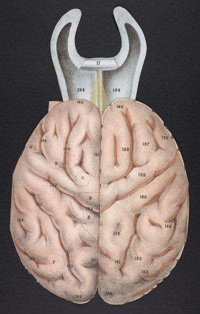 Una sezione del cervello, da 