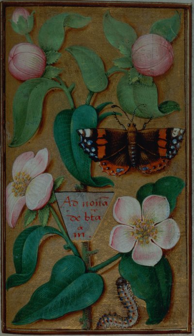 Fiori e farfalla, da un Libro d