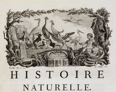 Allegoria di Storia naturale sugli uccelli - in "Storia naturale, generale e particolare" di Buffon da French School