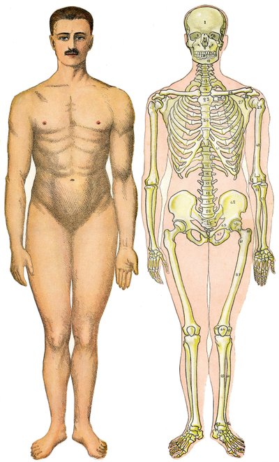 Foglio anatomico pieghevole della Nuova Enciclopedia Pratica di Medicina e Igiene, del Dr. Rehm, Libreria Aristide Quillet 1922 - corpo umano faccia - uomo nudo senza sesso apparente (gomma sessuale) accanto al suo scheletro da French School
